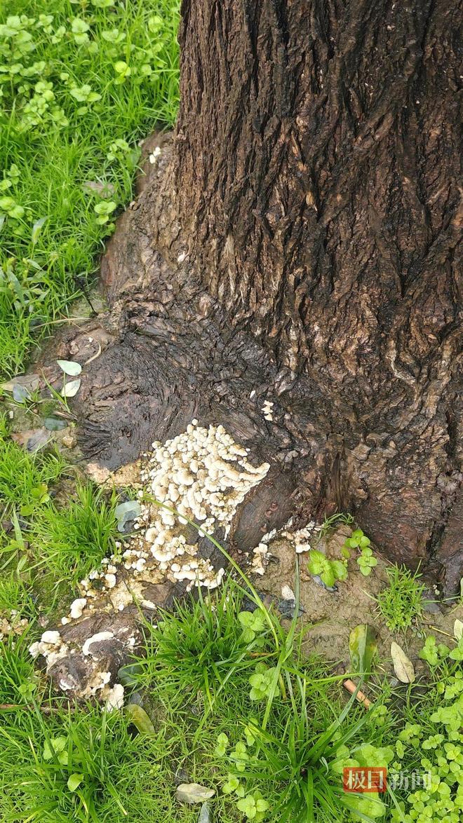 地长蘑菇大雁塔受潮城墙布满青苔气象局解释成因mg不朽情缘游戏平台西安连续一个多月降雨遍(图3)