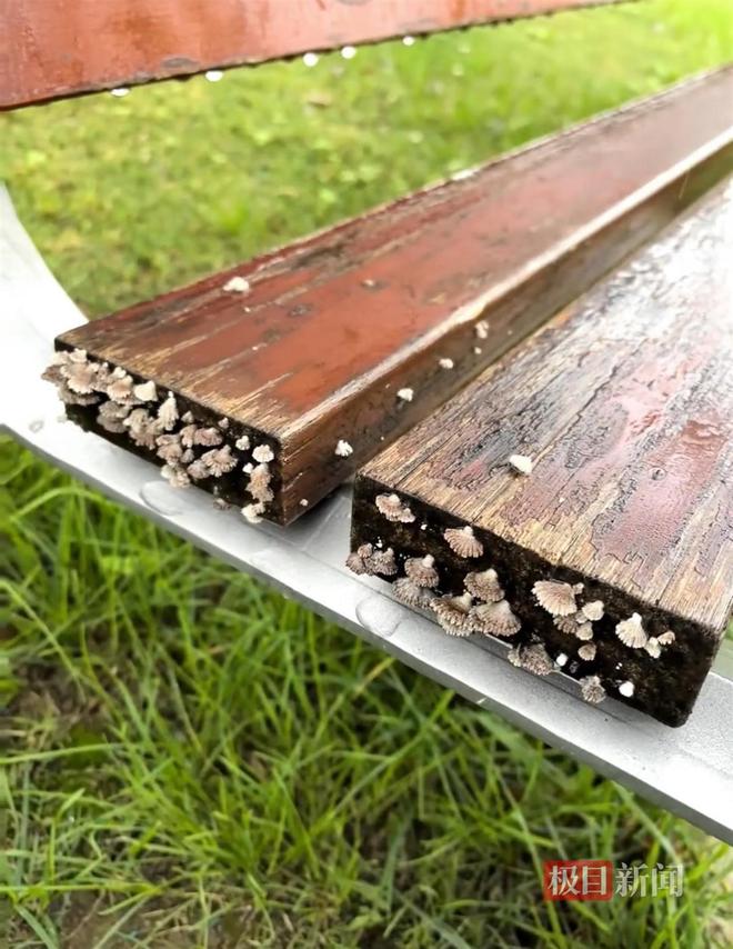 地长蘑菇大雁塔受潮城墙布满青苔气象局解释成因mg不朽情缘游戏平台西安连续一个多月降雨遍(图4)